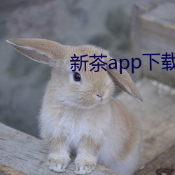 新茶(chá)app下载