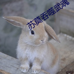 苏莫吞噬武魂