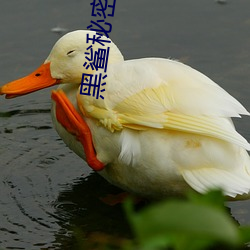 黑(hēi)鲨秘密入口在线导航