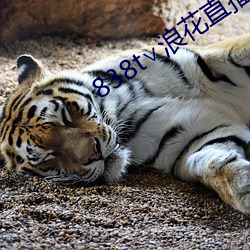 838t∨浪花直播app