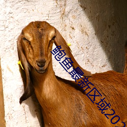 鲍鱼(y)最新区域(y)2021