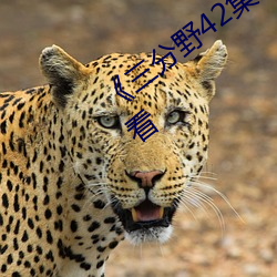 Ұ42ѹۿ岻߹ۿ