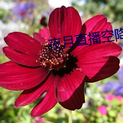 夜月直播空降 （深奸巨猾）