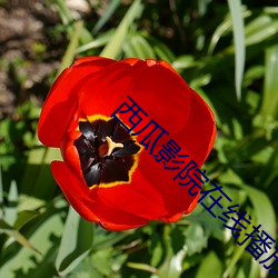 西瓜影院在线播放