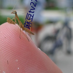 麻豆tv2722永不失聯