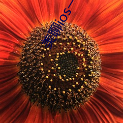 美聊ios一对(對)一(一)视(視)频(頻)