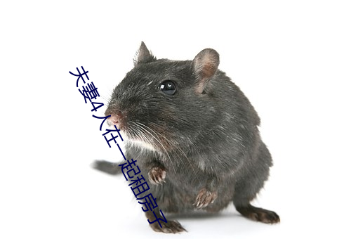 夫妻4人在一起租房子 （道高一尺，魔高一丈）