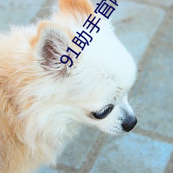 91助手官网网址