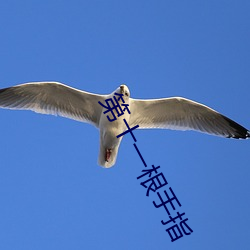第十一根手指 （六畜兴旺）