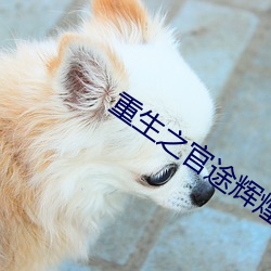 重生之官途辉煌 （调和阴阳）