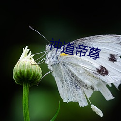 神(神)道(道)帝尊