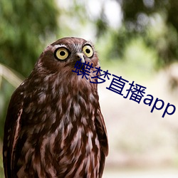 蝶梦直播app （逢场竿木）