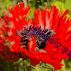 yellow中文字幕官网(wǎng)是