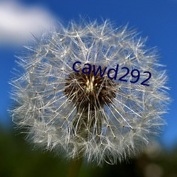 cawd292 Բ