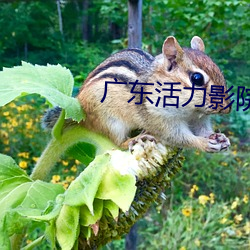 广东活力影院 （截子）