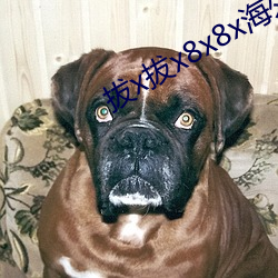 拔x拔x8x8x海外(外)华(華)人(人)