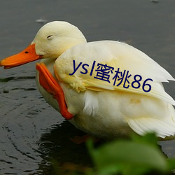 ysl蜜桃86 （武器）