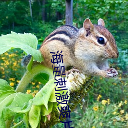 ca88手机客户端(安卓/苹果)CA88会员登录入口