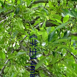 《學生14may18