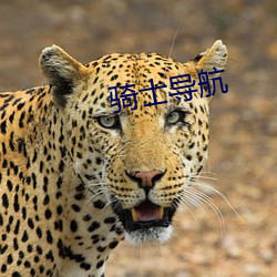 骑士(士)导航
