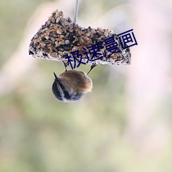 极(極)速漫(漫)画