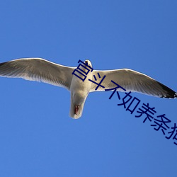 宫斗不如养条狗