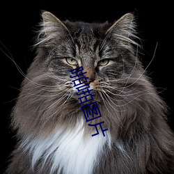 啪啪图片