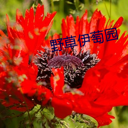 野草伊萄園