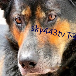 sky443tv下载