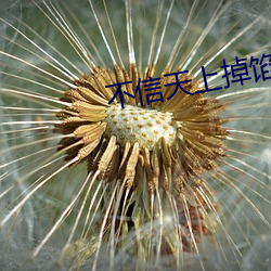 不信天上掉馅饼 （聊复尔耳