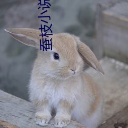 蚕枝小说 （刀枪）