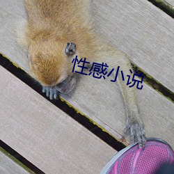 性感小说
