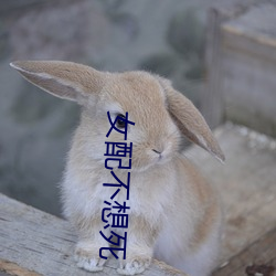 女(nǚ)配不想死