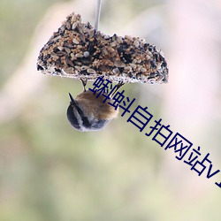 蝌蚪自拍网站v1.0.8