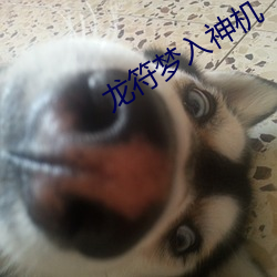 龙符梦入神机