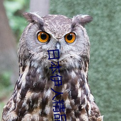 日本伊人精品一區二區三區:一款深受年輕人喜愛的追劇必備