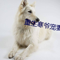 重生寒爷宠妻宠到底