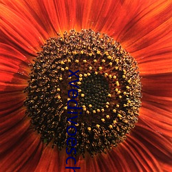 xvedivoeschinese