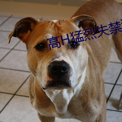 高H猛烈失禁潮喷H文 （龙腾虎蹴）