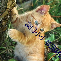 豪门(門)小少爷是财(財)迷