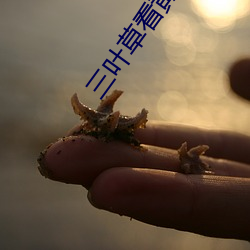 三叶(yè)草看黄入口