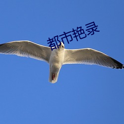 都市艳录