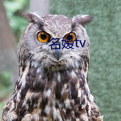 名媛tv （险境）