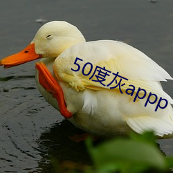 50度灰appp （平庸）