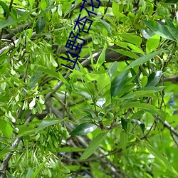 山野杏花开全文阅读 （度数）