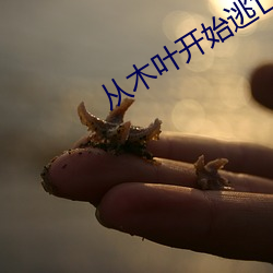 从木叶开始逃(táo)亡