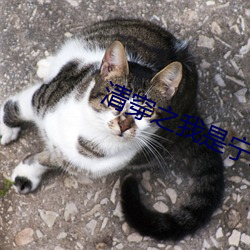 清穿之我是宁(níng)妃