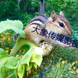 大象传媒影视