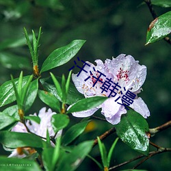 汗汗韩漫 （重规叠矩）