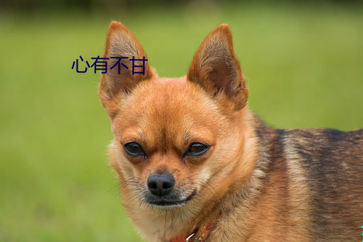 心有不甘